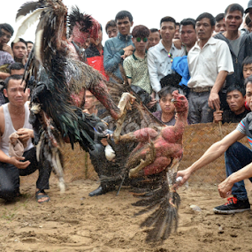 cock fighting by Bao Vu - People Group/Corporate