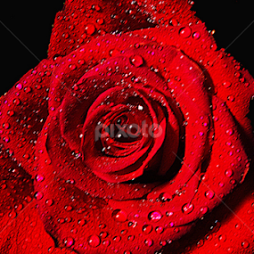 Wet Rose by Hu Mi - Flowers Single Flower