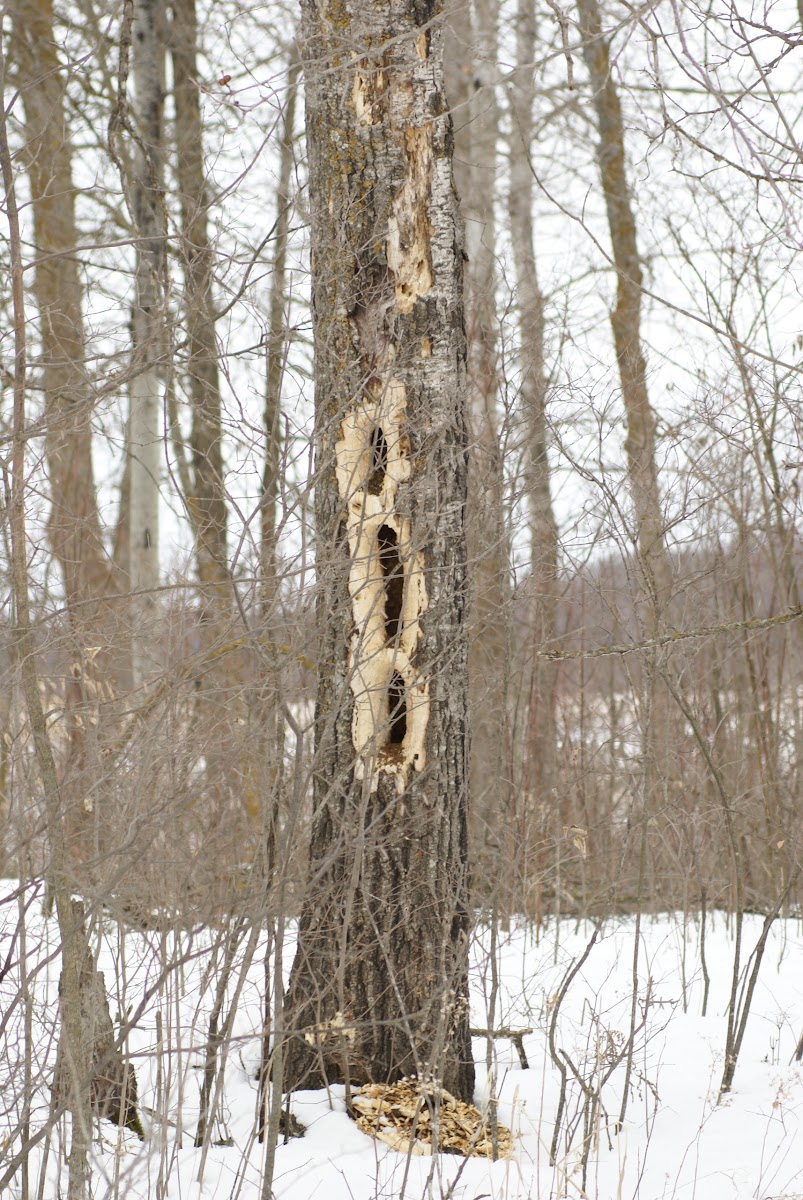 Pileated Woodpecker Nest or Excavations in rotted tree