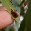 Eucalyptus leaf beetle and eggs