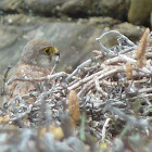 Common Kestrel