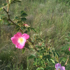Gebirgs-Rose/Alpine rose