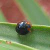 Metalic Blue Lady Beetle
