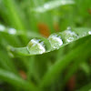 DewDrop Highway Common Cord Grass