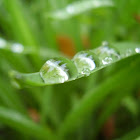 DewDrop Highway Common Cord Grass