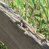 Coast Range Fence Lizard