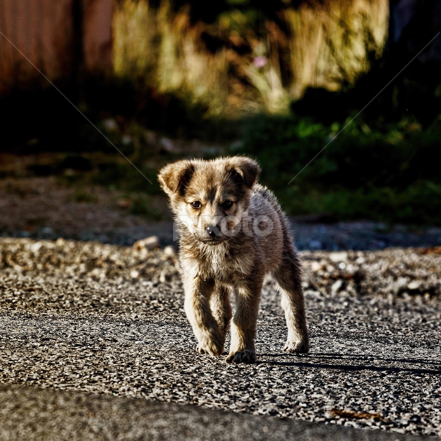 Speedy by Hamos Gyozo - Animals - Dogs Puppies