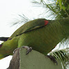 Blue-fronted Amazon