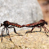 Robber Fly