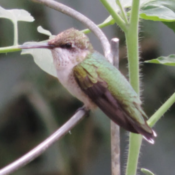 Ruby-throated Hummingbird | Project Noah