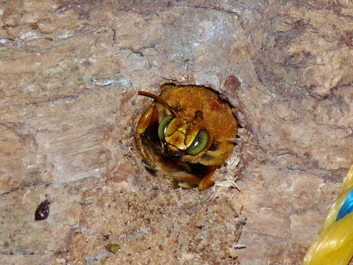 Carpenter bee