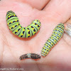 Black swallowtail caterpillars (1st, 3rd, & final instars)