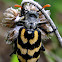 Lunate blister beetle