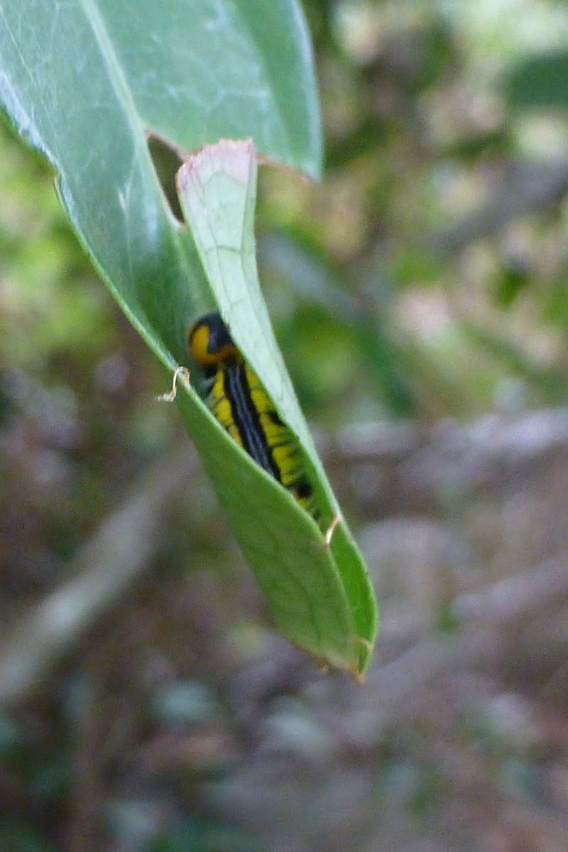 Orange Tailed Awl caterpillar