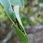 Orange Tailed Awl caterpillar