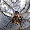 Tarantula Wolf Spider