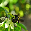 Carpenter bee (female)