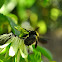 Carpenter bee (female)