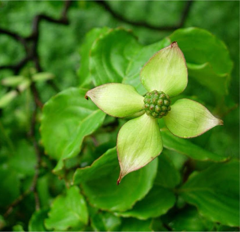 Dendrobethamia japonica. Var. Chinensis