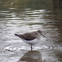 Solitary Sandpiper