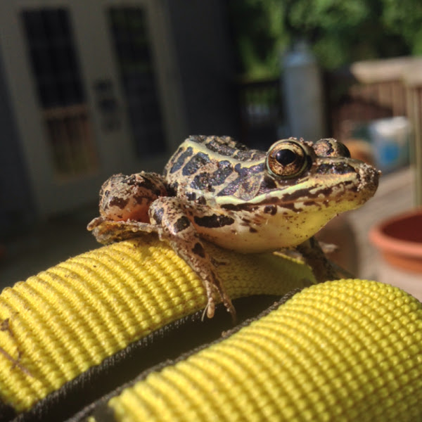 Pickerel frog Project Noah