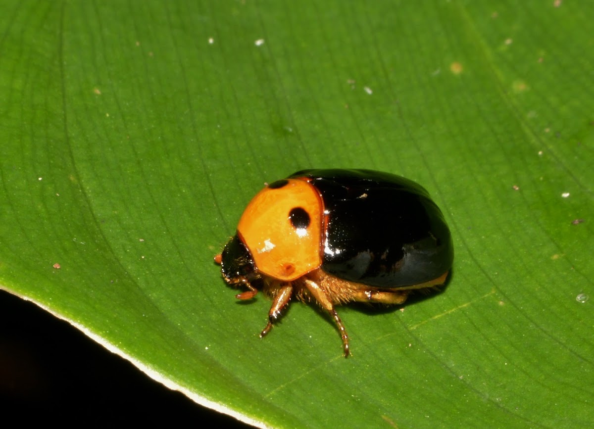 Ruteline Scarab Beetle