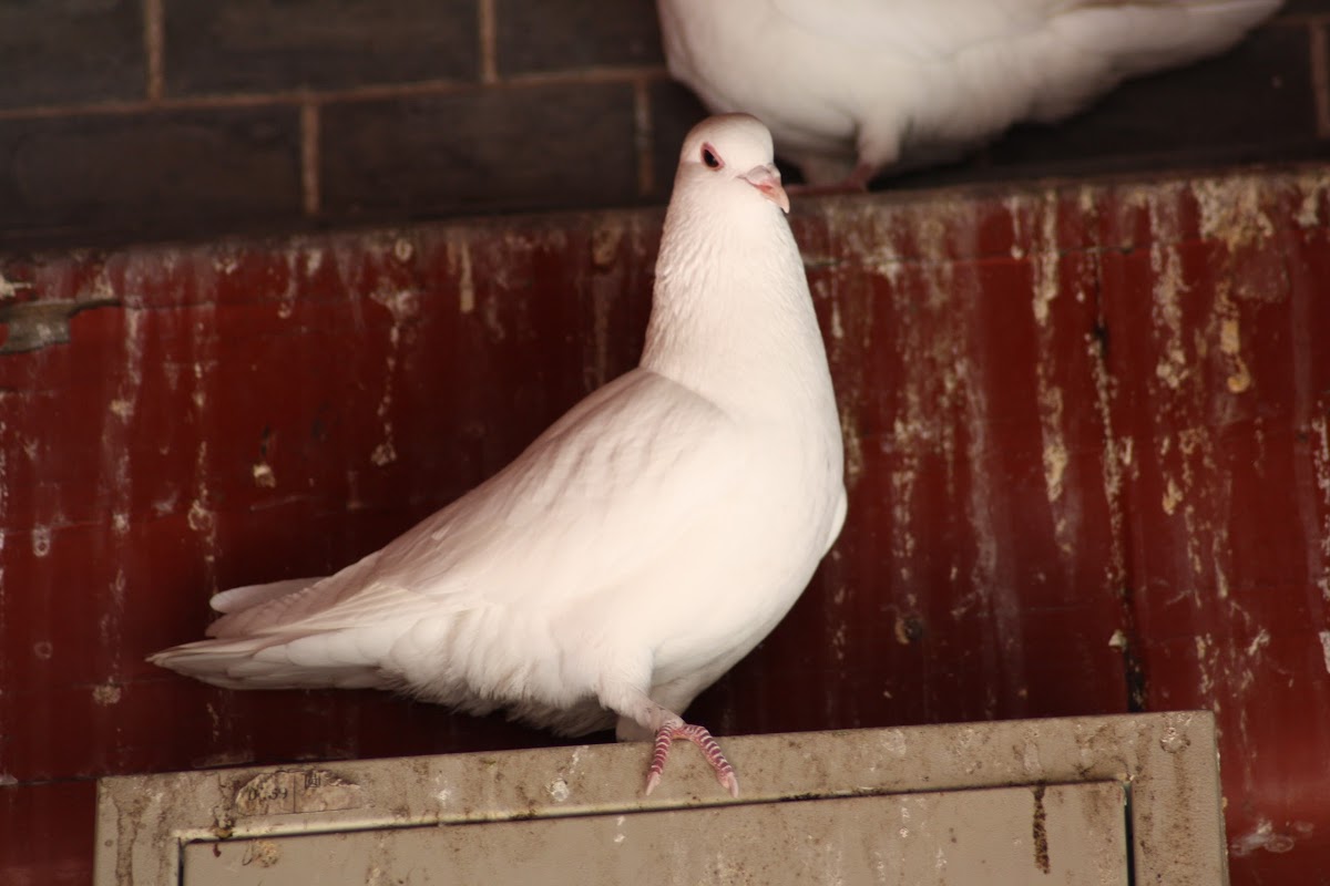 Domestic rock dove (domestic pigeon) - Release dove