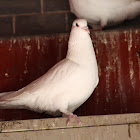 Domestic rock dove (domestic pigeon) - Release dove