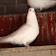 Domestic rock dove (domestic pigeon) - Release dove