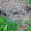 Crowned Plover newly hatched