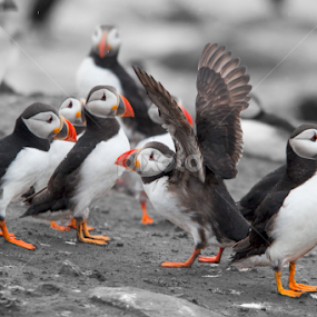 by James Blyth Currie - Animals Birds