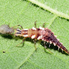 Green Lacewing Larvae