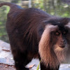 Lion Tailed Macaques