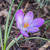 Crocus