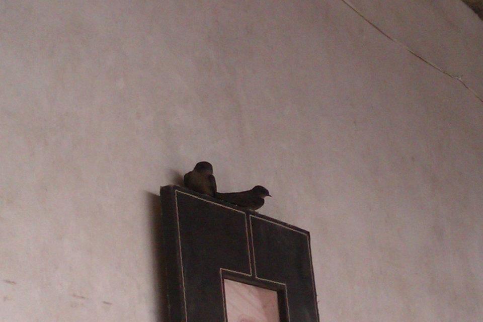 Small Black Bird