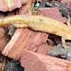 female smooth newt (terrestrial stage)