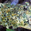 Perforated Ruffle Lichen