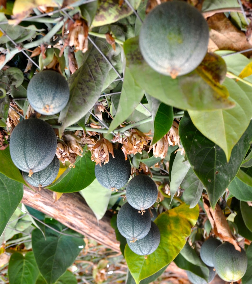 Passionfruit or Maracuya