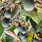 Passionfruit or Maracuya
