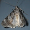 Catapult Moth
