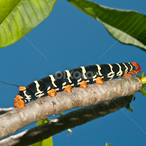 Lagarta by Francisco Andrade - Animals Insects & Spiders