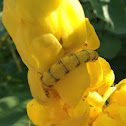 Sulphur Butterfly (larva)