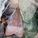 Tree Lucerne Moth  (eastern form)