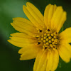 Yellow creeping daisy
