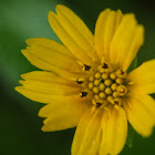 Yellow creeping daisy