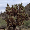 Joshua Trees