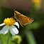 Fiery Skipper