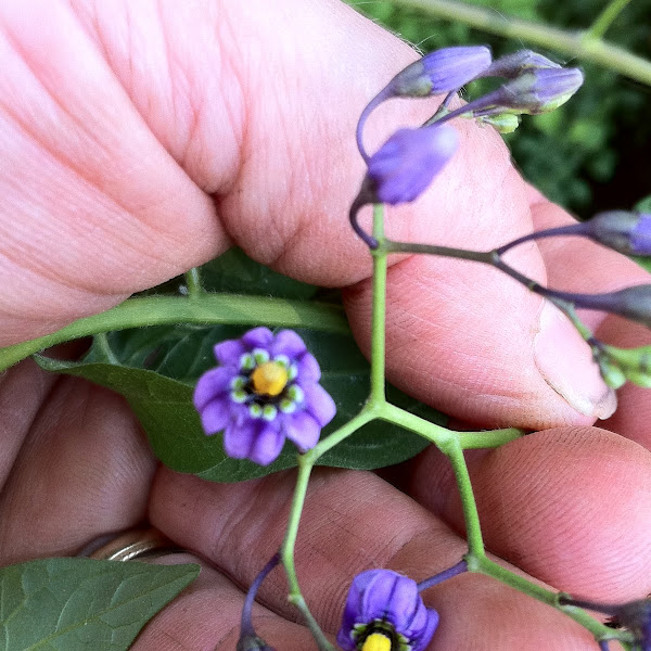 Bittersweet Nightshade Flower Project Noah