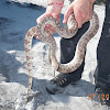 Florida Pine snake