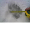 American Black Bear Footprint